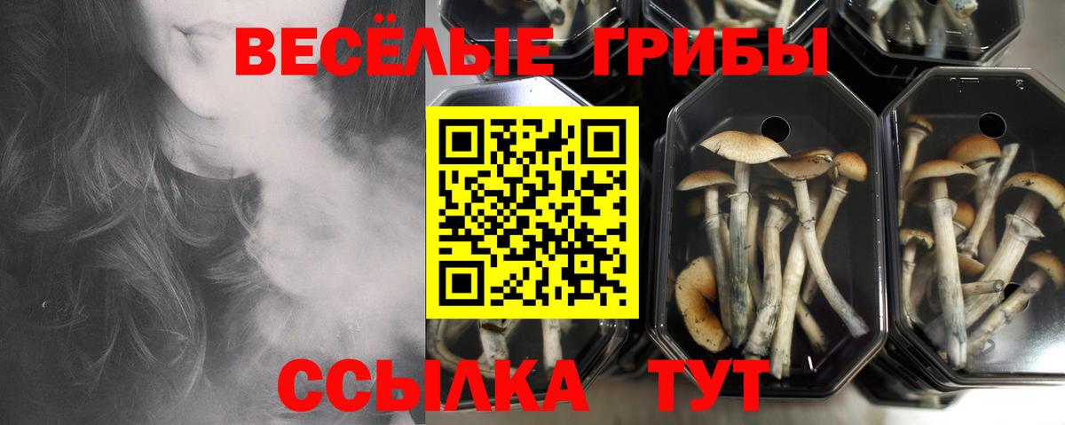Нягань  Псилоцибиновые грибы MAGIC MUSHROOMS  Вход с VPN  Галлюциногенные грибы Psilocybe 
